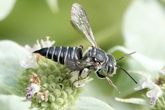 Coelioxys sayi