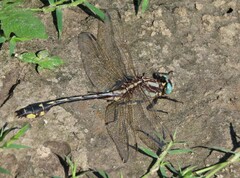 Gomphurus fraternus