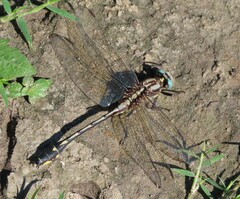 Gomphurus fraternus