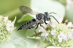 Coelioxys sayi