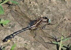 Gomphurus fraternus