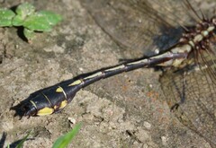 Gomphurus fraternus