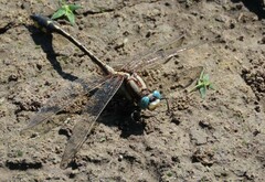 Gomphurus fraternus
