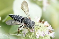 Coelioxys sayi