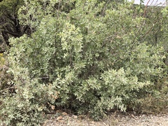 Quercus × undulata