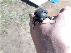 Xylotrupes australicus