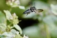 Coelioxys sayi