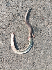 Eryx whitakeri