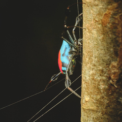 Leucauge sarawakensis