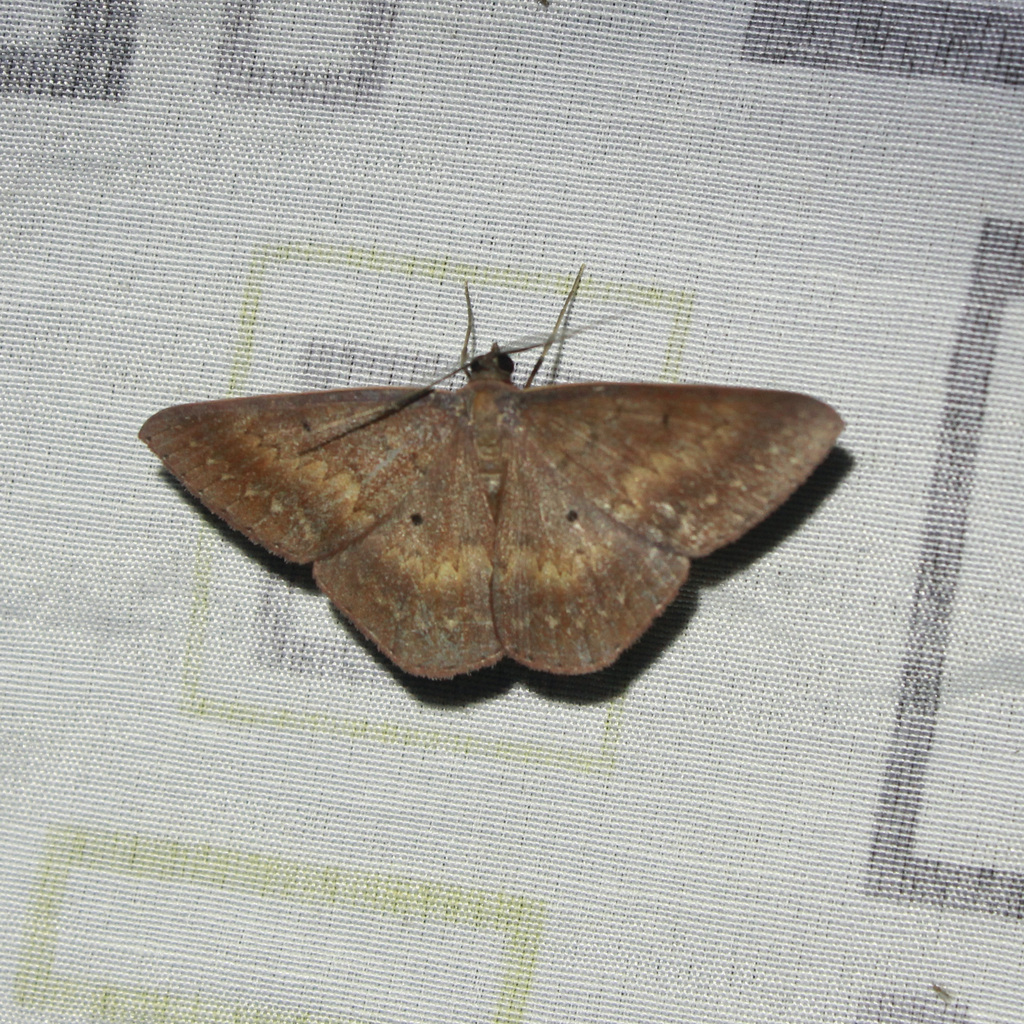 Ophiogramma maronii
