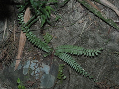 Adiantum caudatum