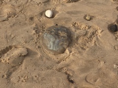 Catostylus tagi