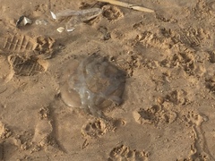 Catostylus tagi