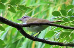 Vireo chivi