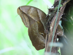Eryphanis lycomedon