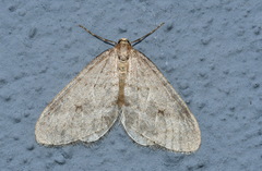 Operophtera fagata