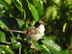Malurus
