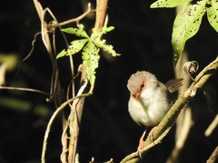 Malurus