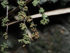 Cheilanthes chusana