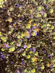 Symphyotrichum oblongifolium
