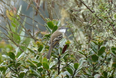 Mecocerculus leucophrys