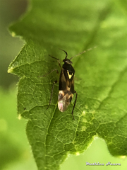 Orthops