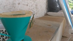 Tithonophasma tithonus