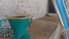 Tithonophasma tithonus