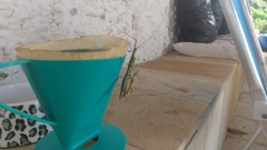 Tithonophasma tithonus