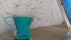 Tithonophasma tithonus