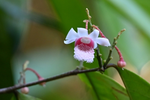 Lecythis pneumatophora (Lecythis pneumatophora)