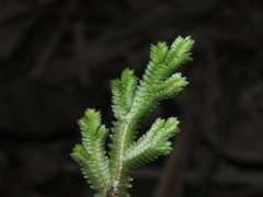 Selaginella repanda