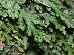 Selaginella repanda
