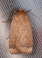 Abagrotis alternata