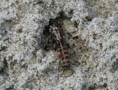 Tridactylidae