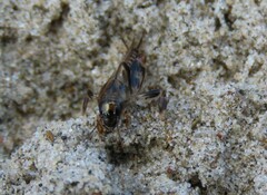 Tridactylidae