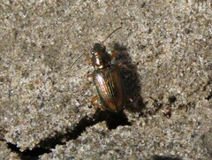 Bembidion confusum