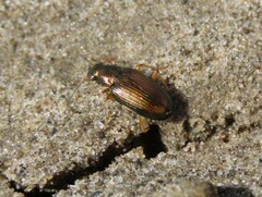 Bembidion confusum