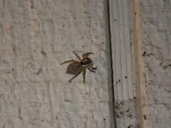 Menemerus semilimbatus