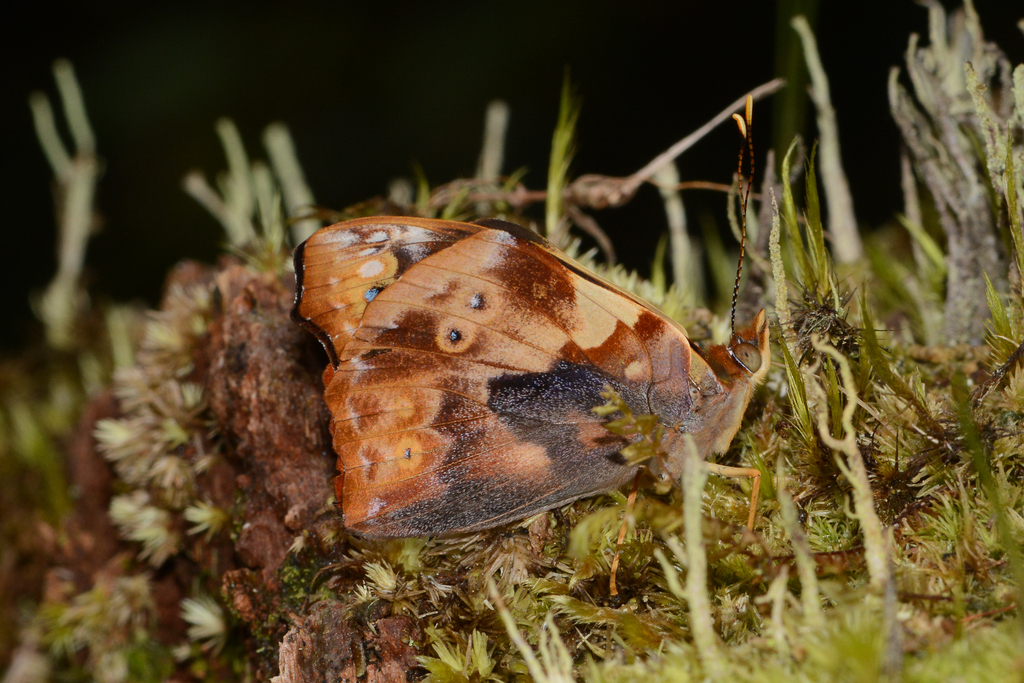 Epiphile dilecta from ECUADOR Napo, Wild Sumaco Lodge area on October ...