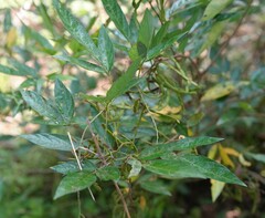 Ohwia caudata