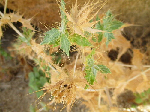 Image of Berkheya spinosissima by no rights reserved