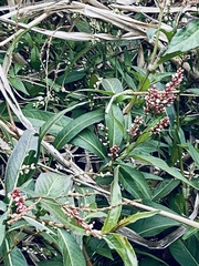 Persicaria pensylvanica