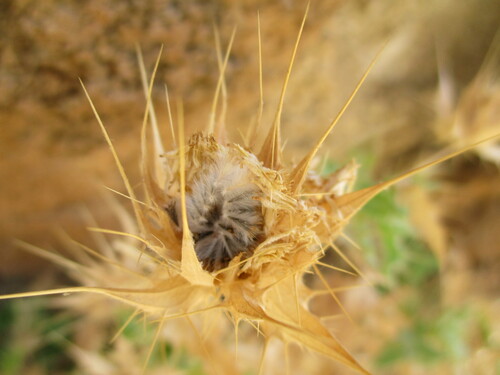Image of Berkheya spinosissima by no rights reserved