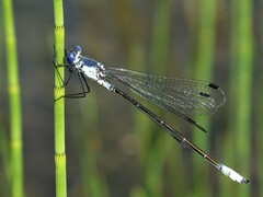 Lestes macrostigma