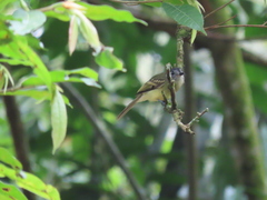 Leptopogon superciliaris