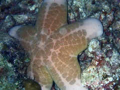 Choriaster granulatus