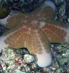 Choriaster granulatus