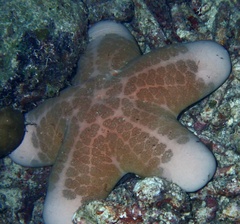 Choriaster granulatus