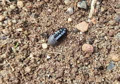 Pycnoscelus surinamensis